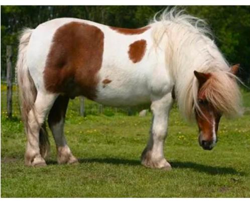 Verzorgpony Kruisem (Kruishoutem), Dieren en Toebehoren, Pony's