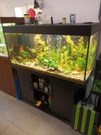 Aquarium met vissen en toebehoren, Ophalen, Gebruikt
