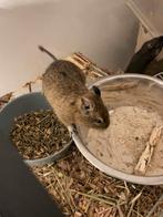 Twee degoe's te koop, Augustus, Mannelijk, Overige typen, Tam