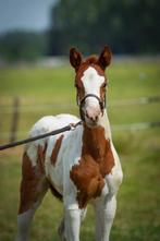 Lief Paint horse merrieveulen, Dieren en Toebehoren, Paarden, Merrie, Minder dan 160 cm, Gechipt, 0 tot 2 jaar