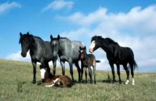 B/C pony, Dieren en Toebehoren, Pony's, Ruin, B, B pony (1.17m tot 1.27m), Recreatiepony, 3 tot 6 jaar, Gechipt, Ontwormd, Ingeënt