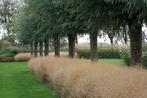 Deschampsia Tautrager, Jardin & Terrasse, Plantes | Jardin, Enlèvement