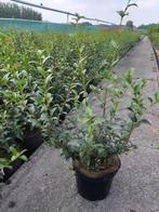 Osmanthus burkwoodii / schijnhulst, Ophalen