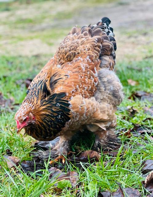 Broedeieren Brahma porselein, Dieren en Toebehoren, Pluimvee, Kip, Geslacht onbekend