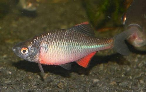 Bittervoorns goedkoper vind je ze niet, Dieren en Toebehoren, Vissen | Vijvervissen, Karper of Koi