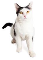 Ik geef een kitten weg GRATIS, Animaux & Accessoires, Chats & Chatons | Chats de race | Poil ras, Chat, Vermifugé, 0 à 2 ans