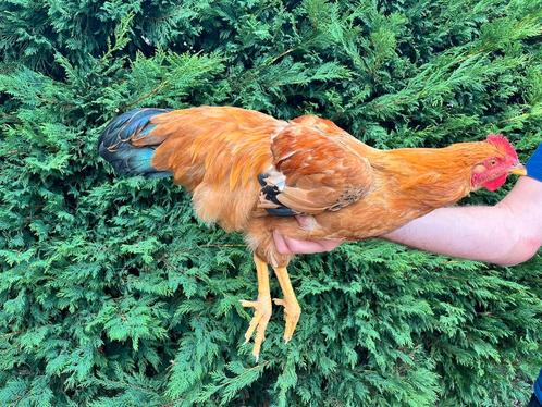 New hampshire haan 2025, Dieren en Toebehoren, Pluimvee