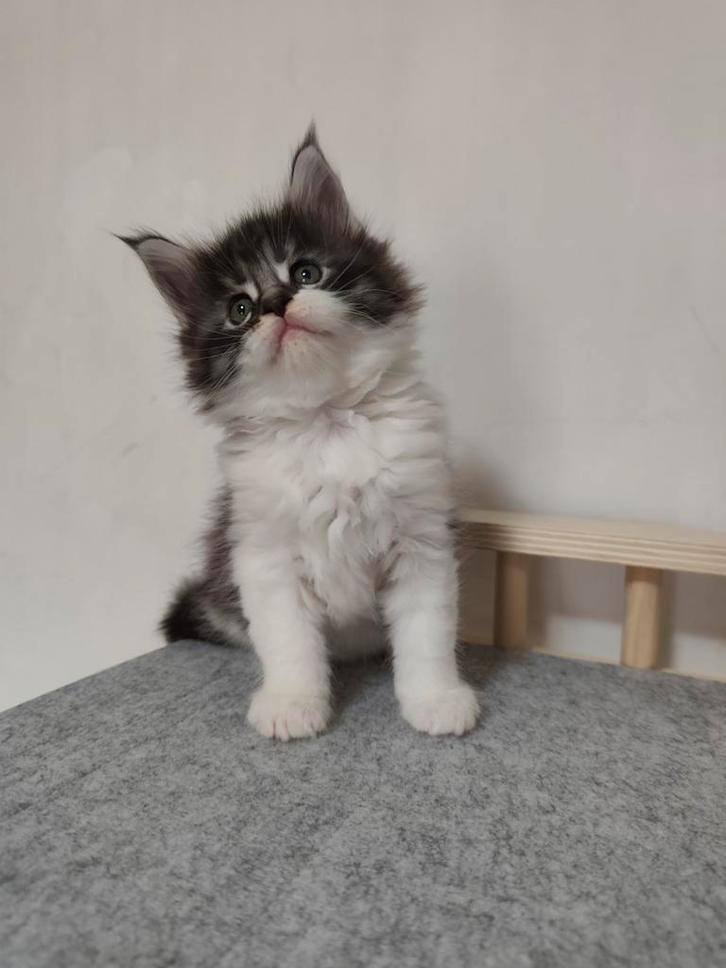 Maine Coon kitten met stamboom, Dieren en Toebehoren, Katten en Kittens | Raskatten | Langhaar, Poes, 0 tot 2 jaar, Met stamboom