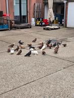 Irakes duive, Dieren en Toebehoren, Overige soorten