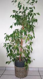 Ficus benjamina, Huis en Inrichting, Kamerplanten, Ophalen, Ficus
