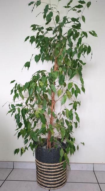 Ficus benjamina  beschikbaar voor biedingen