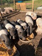 Mini varkens -geboren 21 juli, Dieren en Toebehoren, Schapen, Geiten en Varkens