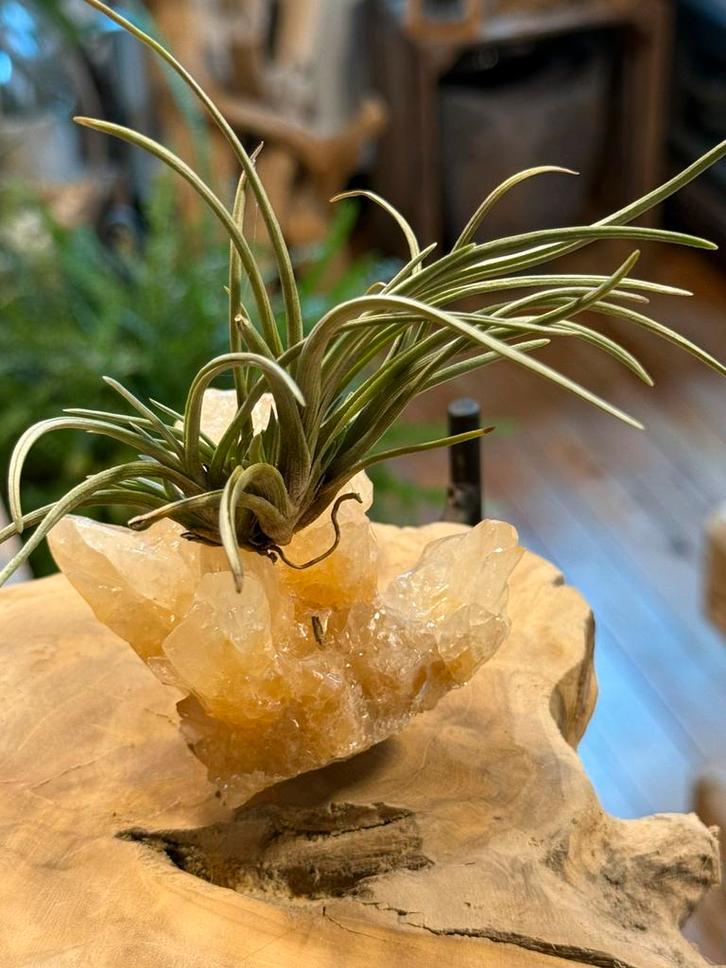 Tillandsia op Aragoniet - unieke creatie, Huis en Inrichting, Kamerplanten, Ophalen of Verzenden