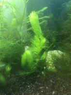 Hoornblad, de aquarium/vijverplant, Overige typen, Zoetwatervis