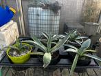 Agave americana, Ophalen