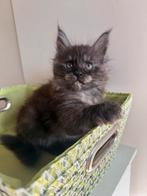 Maine Coon kittens van geteste ouders !, Meerdere dieren, Gechipt, 0 tot 2 jaar