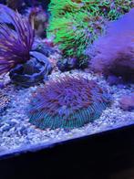 Fungia koraal