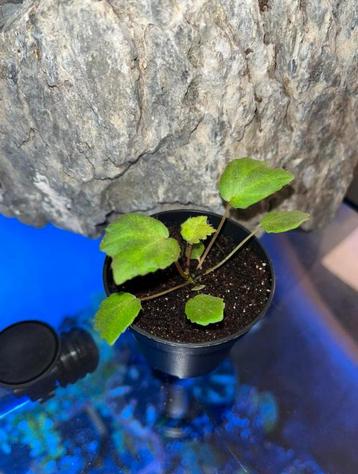Begonia Padang Lawas beschikbaar voor biedingen