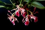 Orchidée rare Trichopilia marginata. Parfumé, Enlèvement ou Envoi