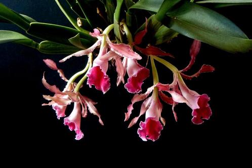 Zeldzame Orchidee Trichopilia marginata  * Heel geurige, Huis en Inrichting, Kamerplanten, Ophalen of Verzenden