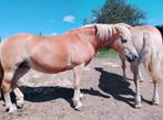 Poneys jument, hongre et poulain, Dieren en Toebehoren, Paarden, Merrie, Zadelmak, 11 jaar of ouder, Ingeënt