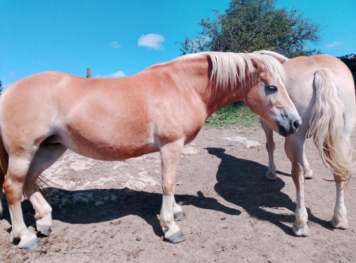 Poneys jument, hongre et poulain, Dieren en Toebehoren, Paarden, Merrie, Zadelmak, 160 tot 165 cm, 11 jaar of ouder, Tuigpaard