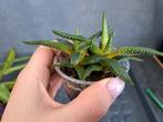 Haworthia nr 15, Ophalen