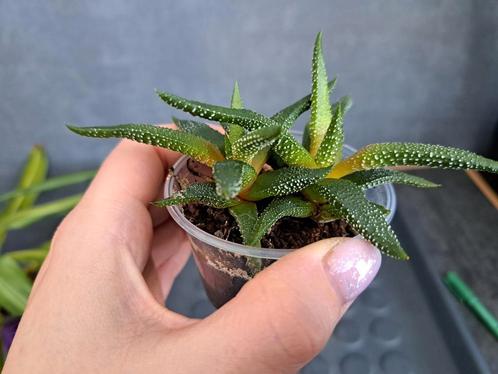 Haworthia nr 15, Huis en Inrichting, Kamerplanten, Ophalen