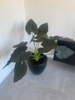 Alocasia olifantsoor, Huis en Inrichting, Kamerplanten, Ophalen, 100 tot 150 cm, Overige soorten, Halfschaduw