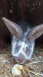 Volwassen konijnen, Dieren en Toebehoren, Konijnen, Mannelijk, Middelgroot, 0 tot 2 jaar