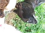 Ayan cemani, Dieren en Toebehoren, Meerdere dieren, Kip