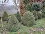Buxus struiken, Tuin en Terras, Planten | Struiken en Hagen, Ophalen, Buxus