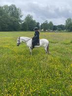 zeer lieve merrie, Dieren en Toebehoren, Minder dan 160 cm, Zadelmak, 11 jaar of ouder, Recreatiepaard