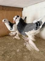 Gentse kroppers blauw, koppel 2025, Dieren en Toebehoren, Vogels | Duiven, Meerdere dieren, Kropper
