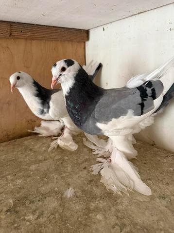 Gentse kroppers blauw, koppel 2025, Plusieurs animaux, Boulant