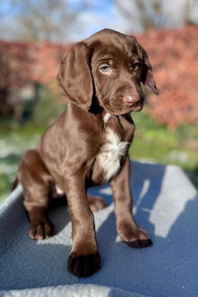 Braque Allemand, Animaux & Accessoires, Chiens | Setters & Braques, Chienne, Braque allemand, Éleveur | Loisir, Plusieurs, Belgique