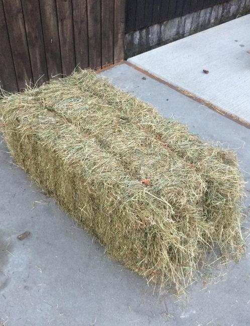 Kleine balen hooi, Zakelijke goederen, Landbouw | Veevoer, Ophalen