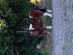 Cheval, Dieren en Toebehoren, Paarden, Onbeleerd, 11 jaar of ouder, Recreatiepaard, Merrie