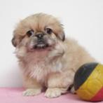 Pekingees - Belgische pups te koop, Dieren en Toebehoren, België, Handelaar, CDV (hondenziekte), 8 tot 15 weken