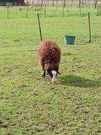 Zwartbles schapen: 1x ram & 1x ooi, Dieren en Toebehoren, Schaap, Meerdere dieren, 0 tot 2 jaar