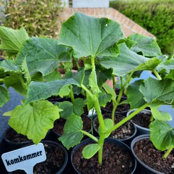 komkommerplanten  5 + 1 Gratis beschikbaar voor biedingen