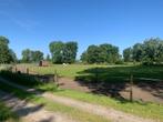 Pension Paddock Paradise, Weidegang, 4 paarden of pony's of meer