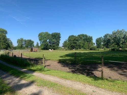 Pension Paddock Paradise, Dieren en Toebehoren, Stalling en Weidegang, Weidegang, 4 paarden of pony's of meer