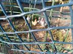 Engelse hanen, Dieren en Toebehoren, Pluimvee