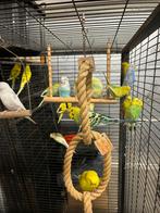 20 grasparkieten, Dieren en Toebehoren, Vogels | Parkieten en Papegaaien