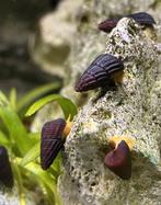 Rabbit snail