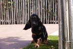 Golden cocker retriever pup, België, CDV (hondenziekte), 8 tot 15 weken, Meerdere