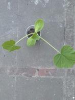 Jaune De Paris | Pompoen Planten, Tuin en Terras, Ophalen