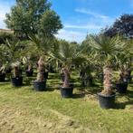 ‼️palmbomen trachycarpus fortunei aan stuntprijzen ‼️, Ophalen
