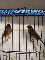 KANARIE ZWART - ROOD, Dieren en Toebehoren, Vogels | Kanaries